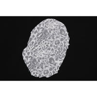 WILD LEOPARD PATTERN APE HEAD RELAXED FIT TEE MENS